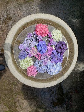 横浜イングリッシュガーデンに投稿された画像（2020/6/21）