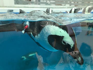 四国水族館に投稿された画像（2020/6/21）