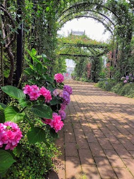 横浜イングリッシュガーデンに投稿された画像（2020/6/21）