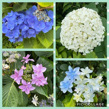 横浜イングリッシュガーデンに投稿された画像（2020/6/21）