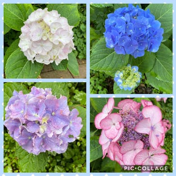 横浜イングリッシュガーデンに投稿された画像（2020/6/21）