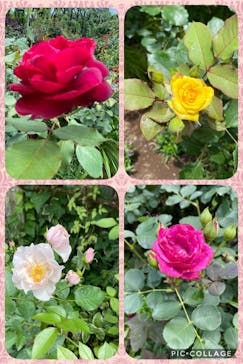 横浜イングリッシュガーデンに投稿された画像（2020/6/21）