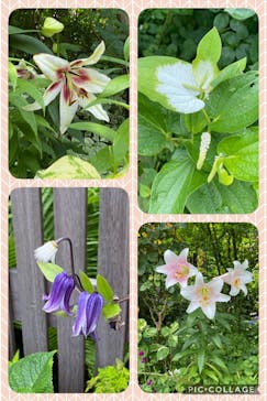 横浜イングリッシュガーデンに投稿された画像（2020/6/21）