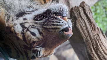 神戸どうぶつ王国に投稿された画像（2020/6/21）