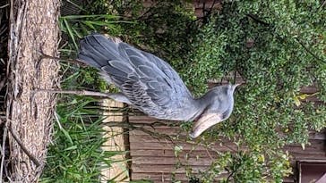 神戸どうぶつ王国に投稿された画像（2020/6/21）