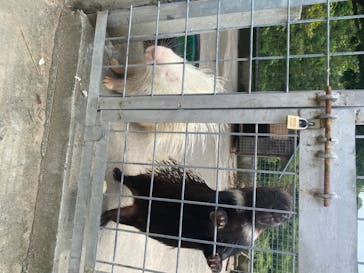 しろとり動物園に投稿された画像（2020/6/21）