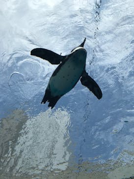 サンシャイン水族館に投稿された画像（2020/6/21）