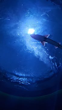 四国水族館に投稿された画像（2020/6/21）