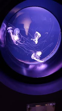 四国水族館に投稿された画像（2020/6/21）