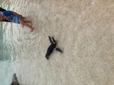 大分マリーンパレス水族館 「うみたまご」に投稿された画像（2020/6/21）