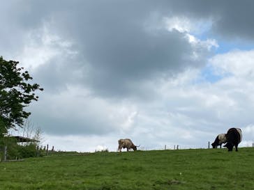 マザー牧場に投稿された画像（2020/6/21）