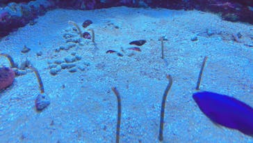 サンシャイン水族館に投稿された画像（2020/6/21）