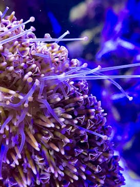 四国水族館に投稿された画像（2020/6/21）