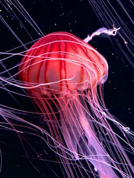 四国水族館に投稿された画像（2020/6/21）