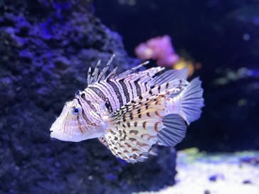 四国水族館に投稿された画像（2020/6/21）