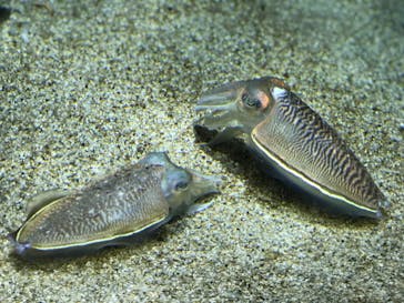 四国水族館に投稿された画像（2020/6/21）