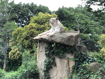 群馬サファリパークに投稿された画像（2020/6/21）