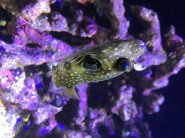 四国水族館に投稿された画像（2020/6/21）