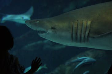 マリンワールド海の中道に投稿された画像（2020/6/21）