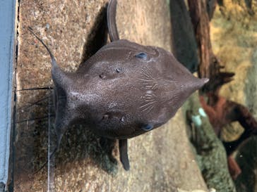 サンシャイン水族館に投稿された画像（2020/6/22）