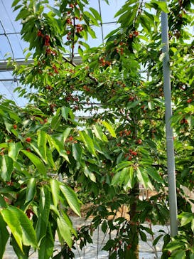 果実の里 原田農園に投稿された画像（2020/6/21）