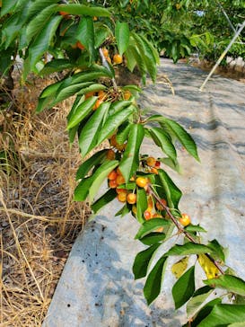 果実の里 原田農園に投稿された画像（2020/6/21）