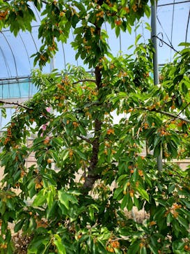 果実の里 原田農園に投稿された画像（2020/6/21）