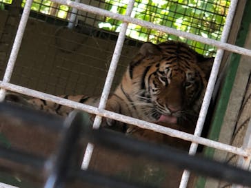 しろとり動物園に投稿された画像（2020/6/22）