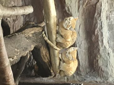 那須どうぶつ王国に投稿された画像（2020/6/22）