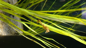 四国水族館に投稿された画像（2020/6/22）