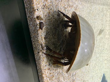 四国水族館に投稿された画像（2020/6/23）