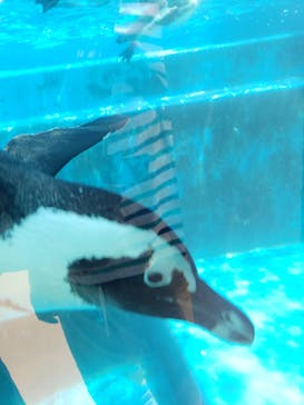 四国水族館に投稿された画像（2020/6/24）