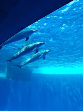 四国水族館に投稿された画像（2020/6/24）