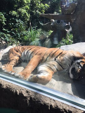 神戸どうぶつ王国に投稿された画像（2020/6/24）