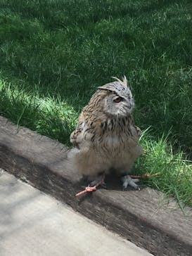 神戸どうぶつ王国に投稿された画像（2020/6/24）