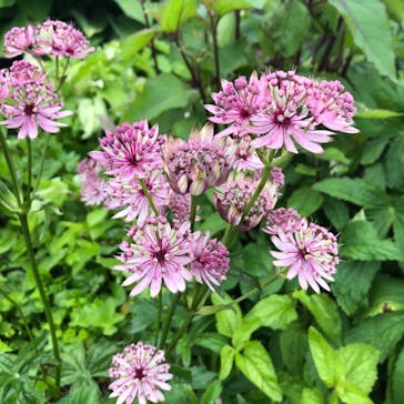 びわ湖バレイに投稿された画像（2020/6/24）