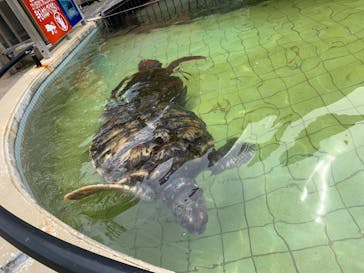 下田海中水族館に投稿された画像（2020/6/24）