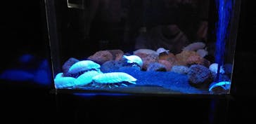 四国水族館に投稿された画像（2020/6/25）