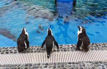 四国水族館に投稿された画像（2020/6/25）