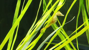 四国水族館に投稿された画像（2020/6/25）