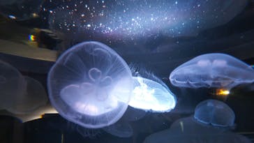 四国水族館に投稿された画像（2020/6/25）