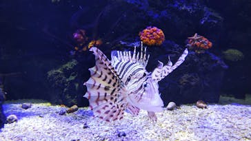 四国水族館に投稿された画像（2020/6/25）