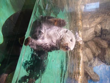 マリンワールド海の中道に投稿された画像（2020/6/25）