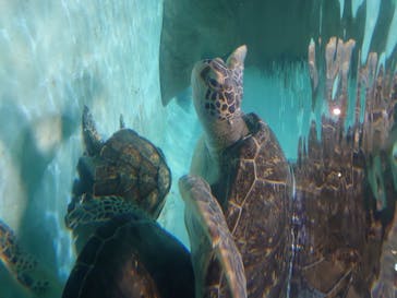 マリンワールド海の中道に投稿された画像（2020/6/25）