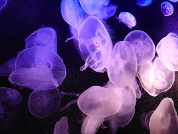 マリンワールド海の中道に投稿された画像（2020/6/25）