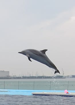 四国水族館に投稿された画像（2020/6/25）