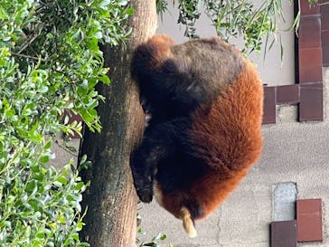 群馬サファリパークに投稿された画像（2020/6/25）