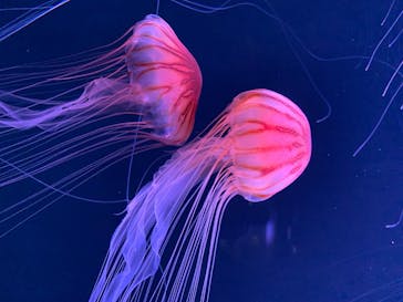 四国水族館に投稿された画像（2020/6/26）