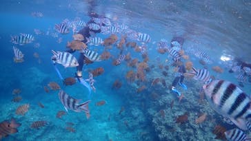 ダイビングショップ Sea Free（シーフリー）に投稿された画像（2020/6/26）