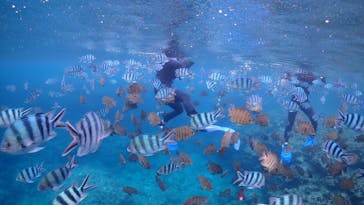 ダイビングショップ Sea Free（シーフリー）に投稿された画像（2020/6/26）